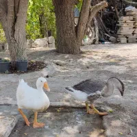 یه جفت غاز|حیوانات مزرعه|دوگنبدان, |دیوار