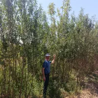 نهال های پر بار بادام ،باغ رویایی شما