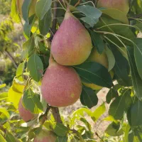 اجاره میوه باغ شما