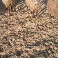 گوسفند ماده