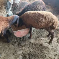 ۳تا نر کیلو نیستن|حیوانات مزرعه|گرگان, |دیوار