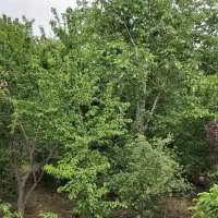 زمین-توی-بافت-شهر-گلمکان