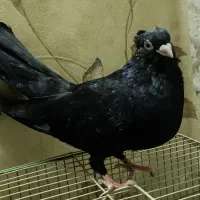 جفت صرب|پرنده|بندر ماهشهر, |دیوار