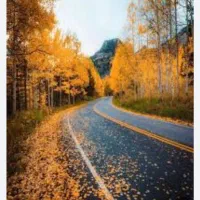 کفتر کشکله و زرد کله سفید و یک کاغذی باخت خورده