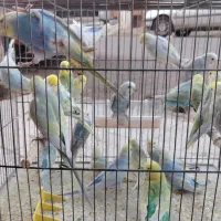 مرغ عشق رنگین کمانی رینبو بنفش وایولت