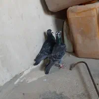 کبوتر گنجه