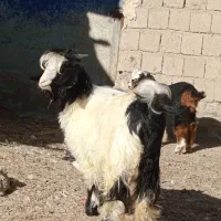 با سلام بزغاله ماده و یک بززایمان کرده|حیوانات مزرعه|لاجان, |دیوار