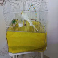 عروس هلندی|پرنده|ماسال, |دیوار