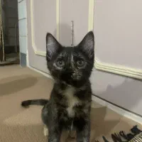 واگذاری گربه