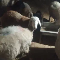 بره نر سنجابی|حیوانات مزرعه|جوین, |دیوار