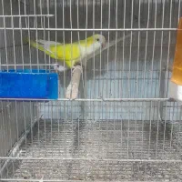 جفت های مولد راهب|پرنده|کرج, ساسانی (قلمستان)|دیوار