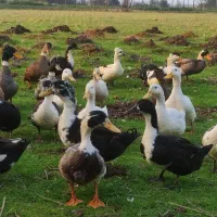 اردک چاق|حیوانات مزرعه|ماکلوان, |دیوار