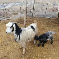 بز و بزغاله گوسفند