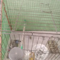 قفس پرنده فروش