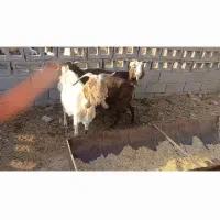 سلام ۳راس بز زایده شیری