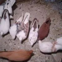 کبوتردرکبوتر