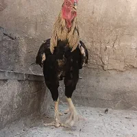 خروس لاری|حیوانات مزرعه|تهران, سنگلج (شاپور)|دیوار
