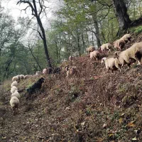 گوسفند نژاد دار آبستن(بالاترین کیفیت)|حیوانات مزرعه|رشت, جانبازان|دیوار