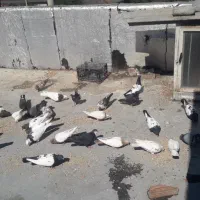 کبوترسینه ای تک پر ریش|پرنده|فاضل آباد, |دیوار