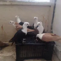 کبوتر کلاغ .سر سفید همه رنگ .کاکلی و بی کاکل|پرنده|اسلام‌شهر, شهرک امام حسین (میان آباد)|دیوار