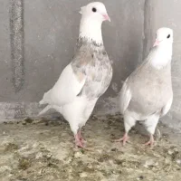 جفت نرماده طوقی|پرنده|شیراز, تندگویان|دیوار