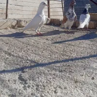 چنتا کفتر گرفتنی|پرنده|اسفراین, |دیوار