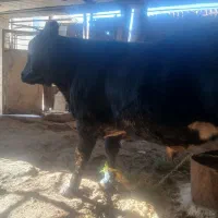 گوساله نره سوپر گوشت|حیوانات مزرعه|گچی, |دیوار