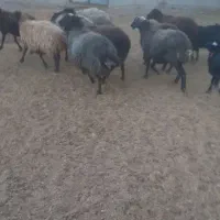 میش جوان آبستن سنگین درجه ۱