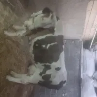 گاوسیمینتال‌جوان‌بدون‌هیچ‌عیب‌‌،،ایرادی‌به‌شرط|حیوانات مزرعه|کرمانشاه, |دیوار