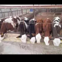 فروش گوساله سیمینتال پرواری جنس خالص|حیوانات مزرعه|جعفرآباد, |دیوار