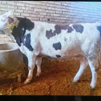 گوساله سیمینتال نر