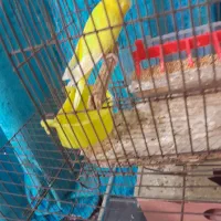 مرغ عشق|پرنده|آبادان, |دیوار