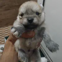 پامر روباهی