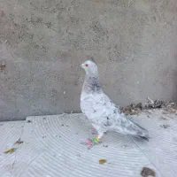 ماده.|پرنده|نیشابور, مازول|دیوار