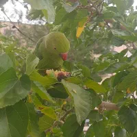 طوطی ملنگو فوق دستی