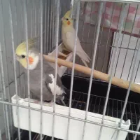 عروس هلندی سخنگو