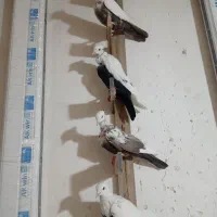 4تا دم سیاه رسمی