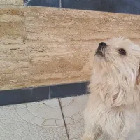 سگ پاکوتاه|سگ|مشگین شهر, |دیوار