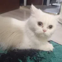 فروشی گربه پرشین چشم نقره ای