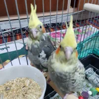 عروس هلندی یک ماهه قابلیت تعلیم و تربیت|پرنده|گلستان (تهران), |دیوار