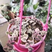 سروپژیا ابلق یا زنجیره قلب ها|گل و گیاه طبیعی|قم, انسجام|دیوار