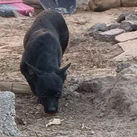 شیواوا ماده