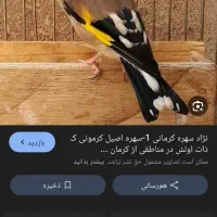 گمشده سهره کرمونی