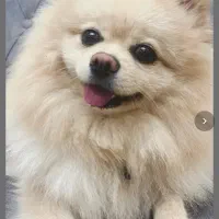 سگ اپارتمانی|سگ|تهران, علم و صنعت|دیوار