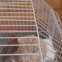 جفت گلبسر قناری روی تخم