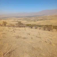 میش وبره گم شده دردارانی