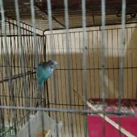 مرغ عشق|پرنده|شهرضا, |دیوار