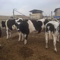 گاوهای جوان|حیوانات مزرعه|تاکستان, |دیوار