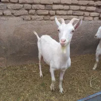 بز سانن شیر ده
