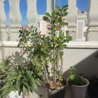 گل‌های فروشی|گل و گیاه طبیعی|نیشابور, دارایی|دیوار